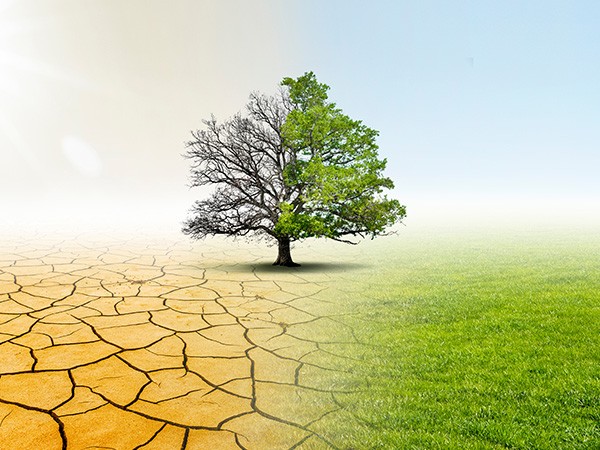 Plant A Tree Plant A Tree